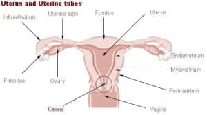 Illu_cervix