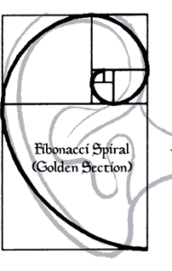 OuterEarCochlea (1)