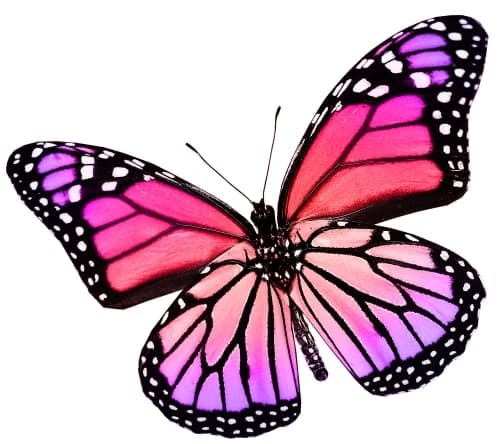 butterfly angels