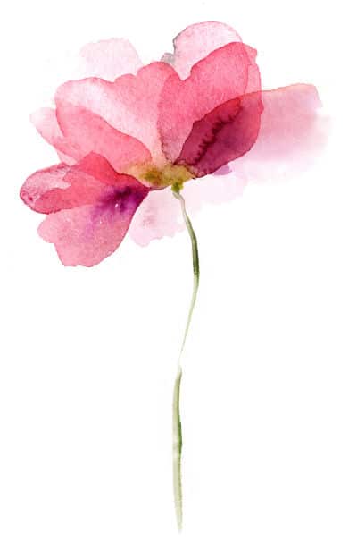 flower-spirit-guide