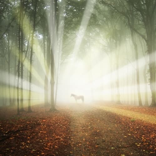 magical forest