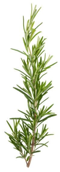 rosemary