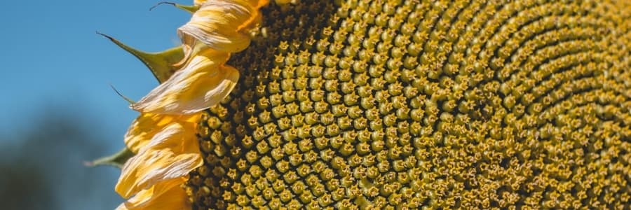 Sunflower Seed Head Close UP