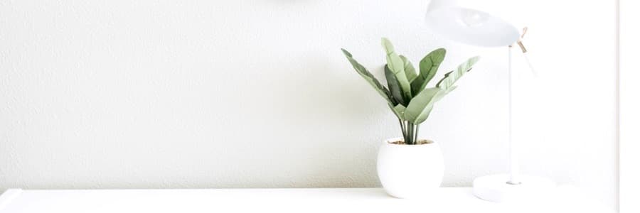 Mininalist White Scene with Potted Plant