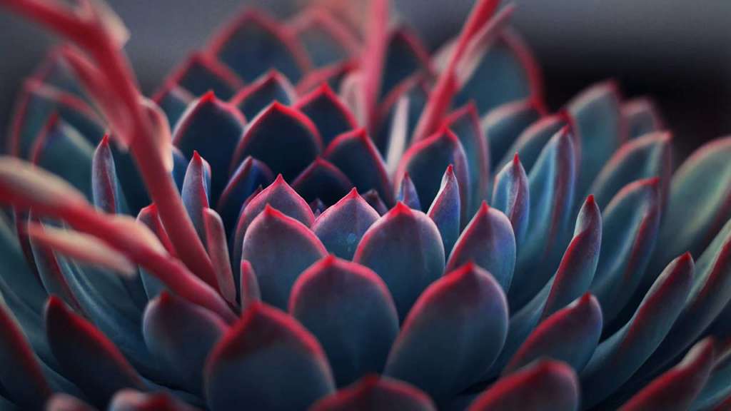 mystical red plant for opening the root chakra