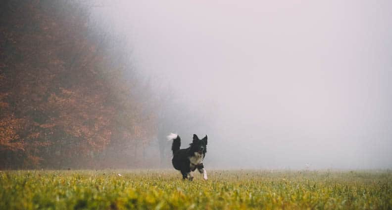 chance encounter with dog