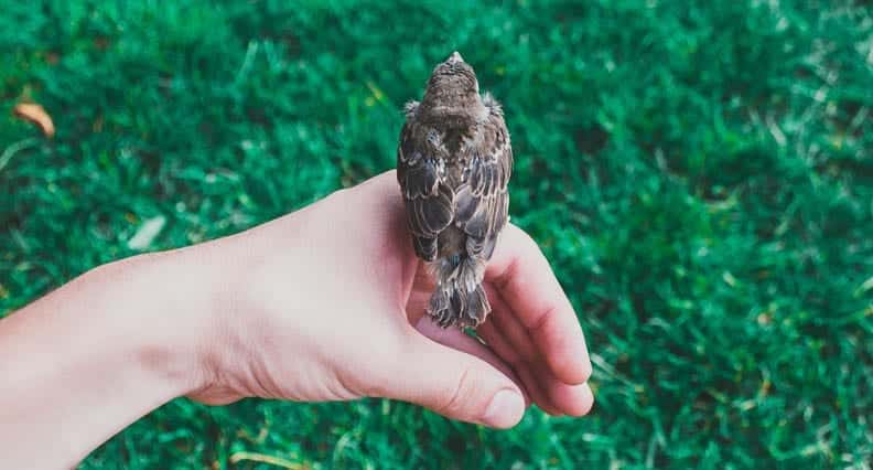 messages from birds