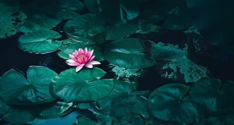 floating lotus