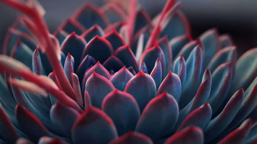 16 Magical Plants For Opening Your Root Chakra & Claiming Your Power!