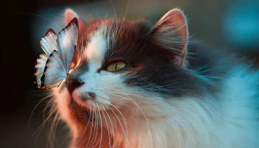 The Real Reason Butterflies Catch Your Eye & The Shocking Reason You Should Take More Notice!