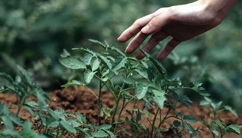 How To Create A Sacred Herb Spiral Garden Using Ancient Druid Wisdom