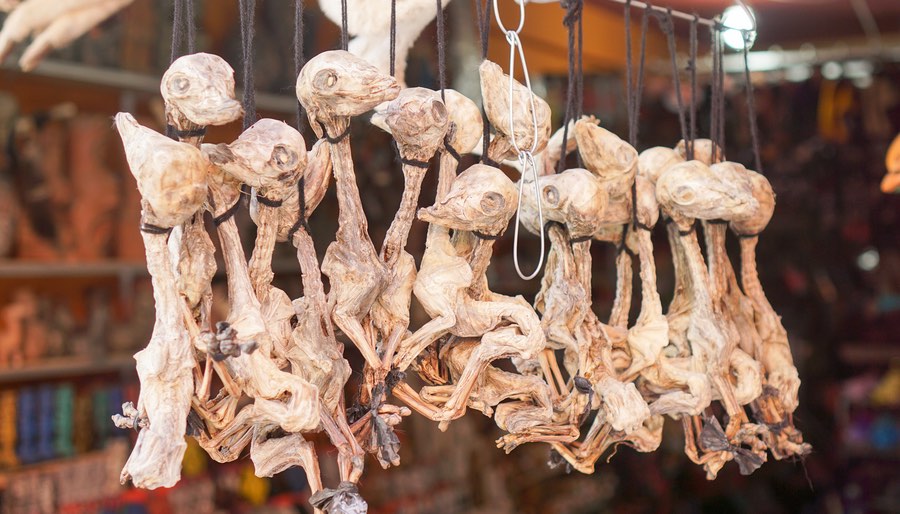 Dries Llama Fetuses Hanging up in Bolivia's Witches Market